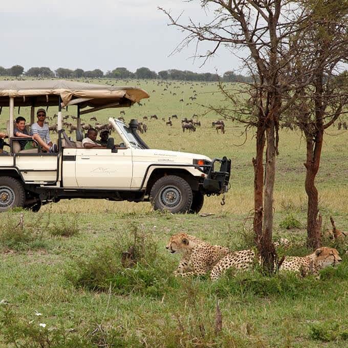 Serengeti Bushtops offers amazing game drives in Serengeti National Park in Tanzania