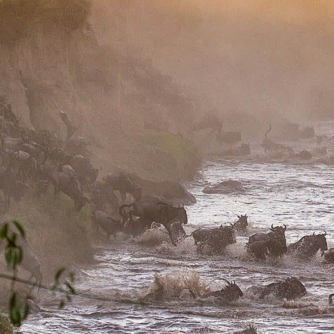 A river crossing during the Serengeti Great Migration