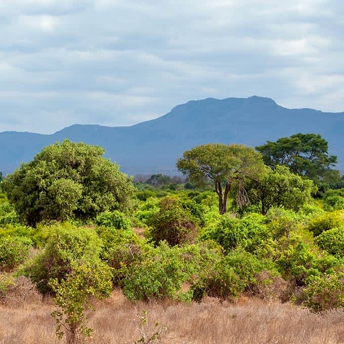 Riverine forest - landscape in Serengeti
