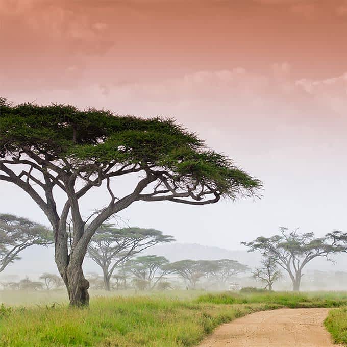 Typical savannah landscape in Serengeti
