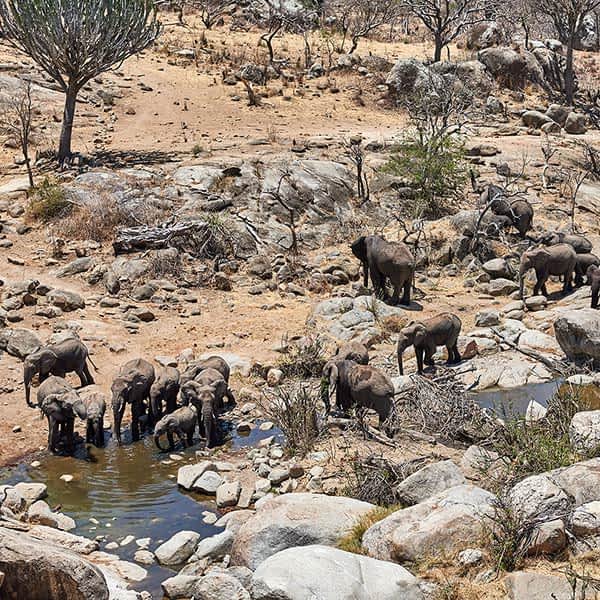 Serengeti southeastern plains and Ndutu elephants