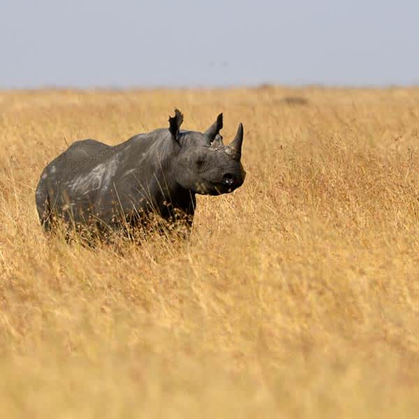 Black rhinoceros near Seronera in Serengeti