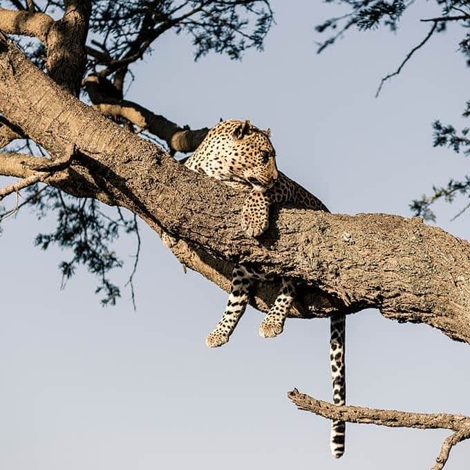 Spot wildlife in the Serengeti during your stay at Sanctuary Kusini