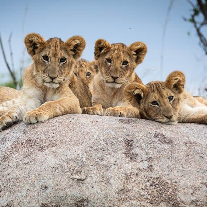 For the ultimate Serengeti safari experience stay at Nomad Serengeti Lamai