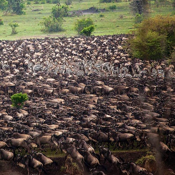 When to visit Serengeti for the Great Migration