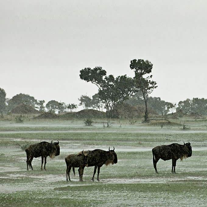 Wildbeest in rainy season