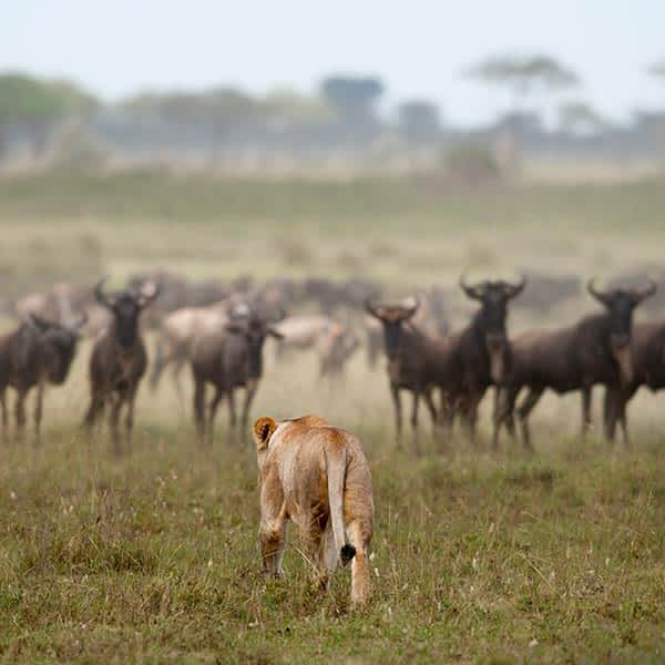Seronera is Serengeti's wildlife hotspot