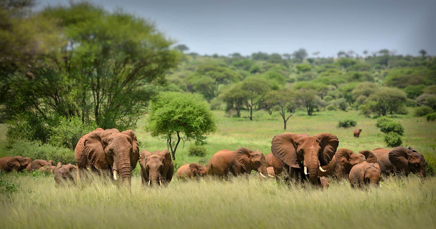Wildlife in Serengeti National Park - Tanzania