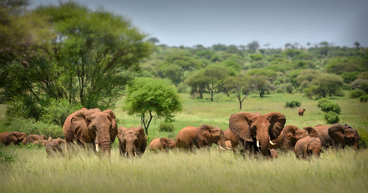 serengeti safari fauna