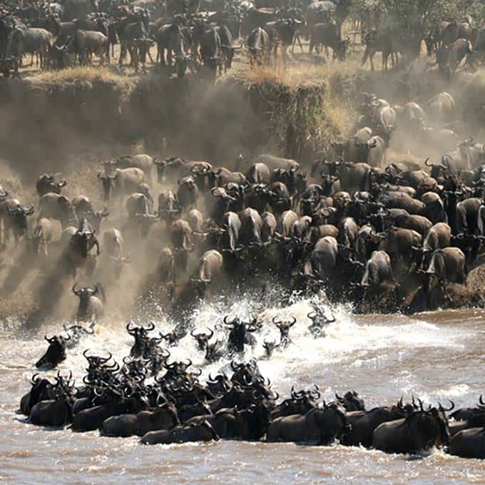 The Great Migration in Tanzania: a true wildlife spectacle