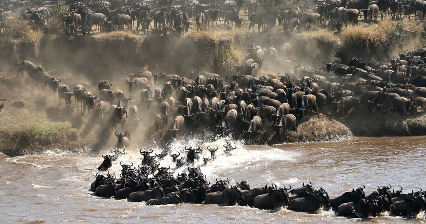 The great migration in Serengeti National Park, Tanzania